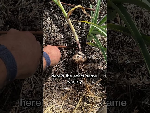 Massive EARLY Garlic!