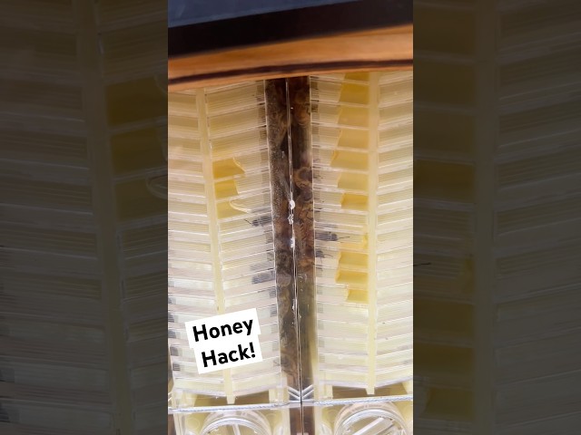 Flow Hive Hack: How to get Bees to use Flow Style Frames