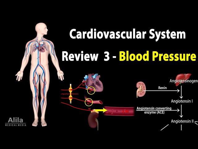 CARDIOVASCULAR REVIEW 3: CONTROL of BLOOD PRESSURE, ALL MECHANISMS, Animation