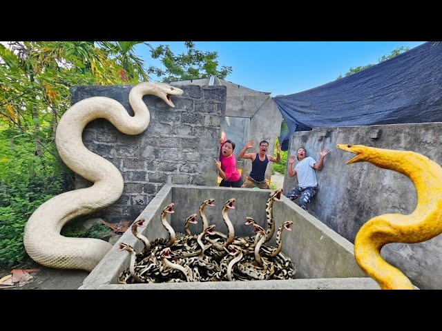 Expert Bravely Captures Giant White Python