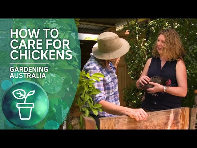 How to care for chickens from a chicken whisperer