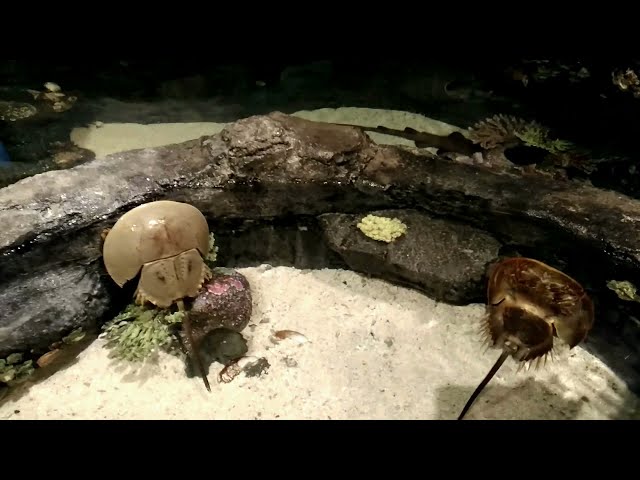 horseshoe crab, aquarium, tank, swimming, Horseshoe crab aquarium, freshwater, horseshoe
