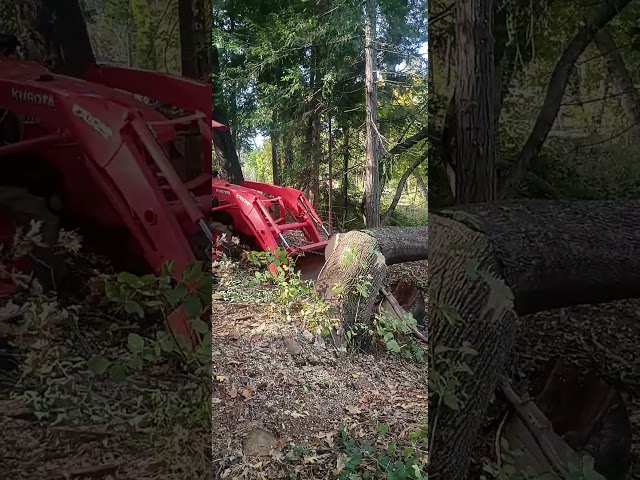 Big Oak cut and pulled out the creek. #work #oaktree #chainsawman #tractor #landscaping #subsctibe