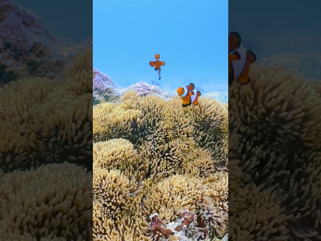 1 Hour Clownfish & Anemone Paradise #relaxation #underwater #4k