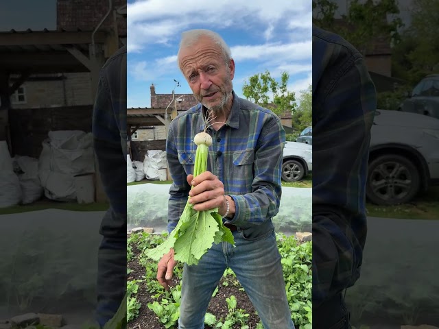 Planting Tomatoes, Sweet Corn, Courgettes Outside, Intersowing Turnips, and the Barrel