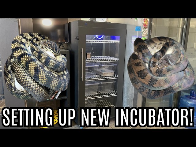 Setting Up My New CSerpents Incubator!