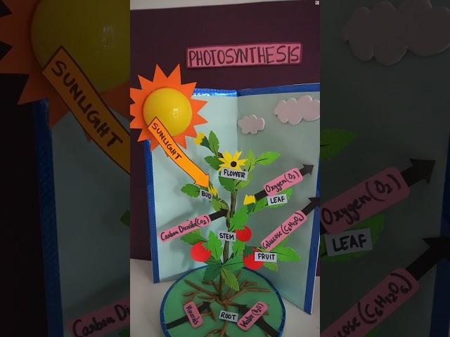 Build an Award-Winning 3D Photosynthesis Model for Science Exhibition | Photosynthesis Working Model