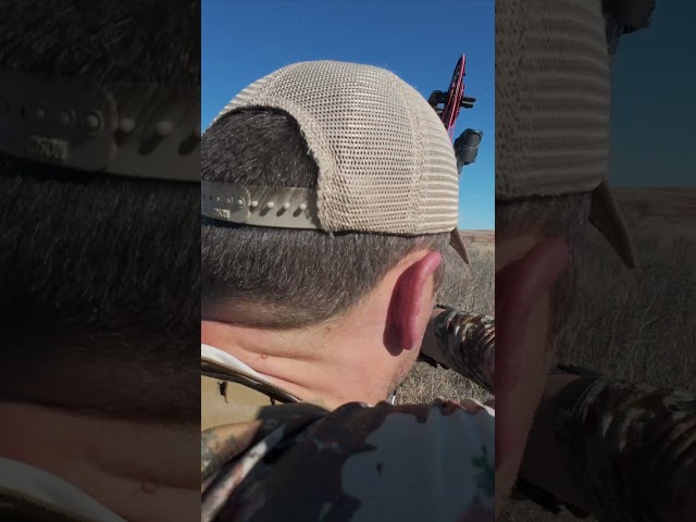 Giant Decoy Buck! Watch the full video on our channel!