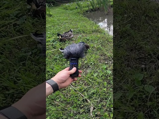 Turning Frog & Duck Sounds into a Beat | Lo-Fi Hip Hop 14 #beatmaker