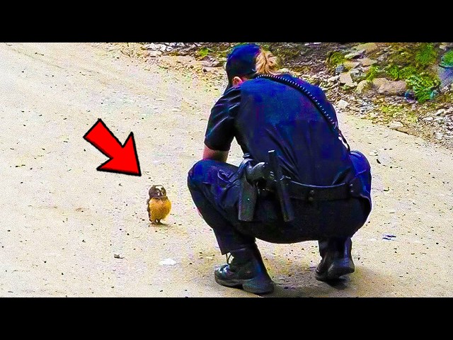 Baby Owl Keeps Following Officer For Help — When She Realizes Why, She Bursts Into Tears