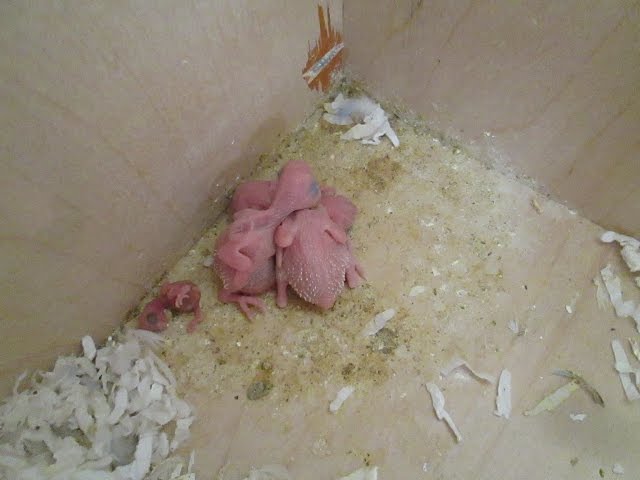 Parakeet Hatchling #5 was born! Episode 6. Skittles and Beauty's Little Family.