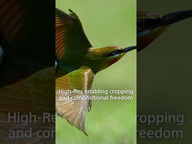 Decisive moments. Uncompromised. | Alpha 7R VI | Sony | α #Shorts