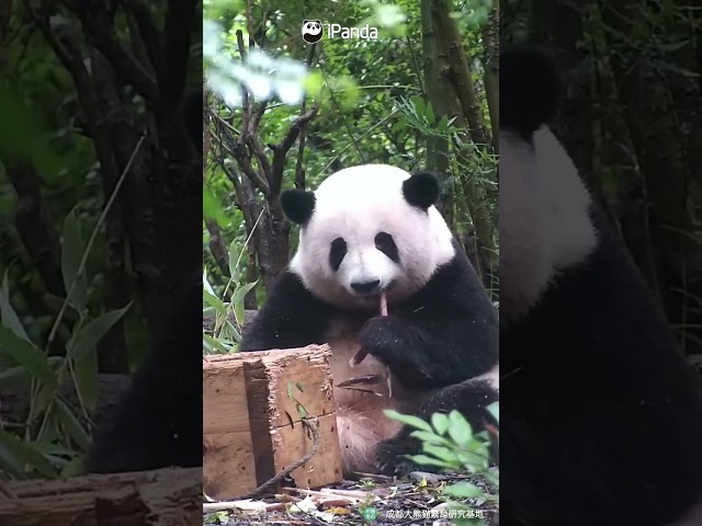 Hua Hua’s Day: Eat, Nap, Be Adorable | iPanda #shorts