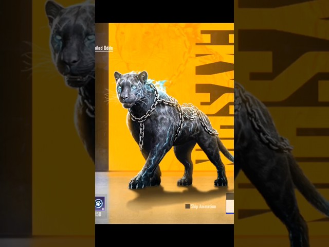 New mythic Leopard Hola buddy set 🔥