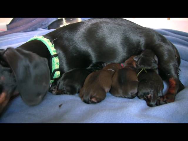 Dachshund- 4th Puppy Birth