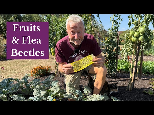 August Garden Tour | Flea Beetles, Fruits, Lack of Rain & No Dig