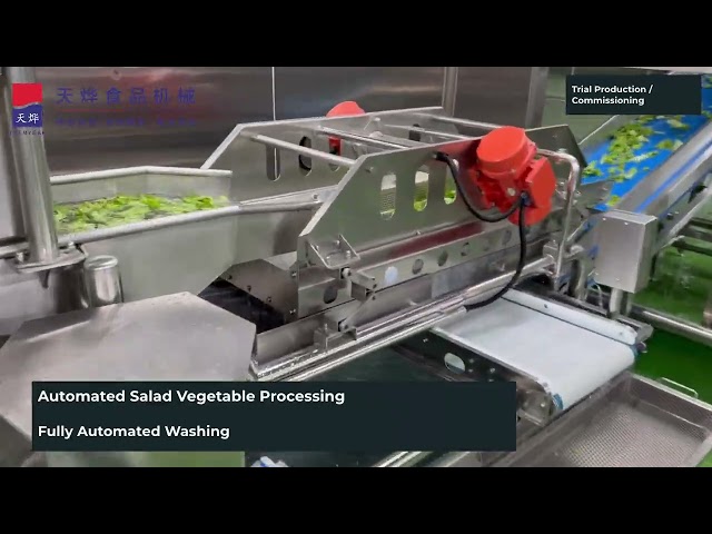 Salad Processing Line + TW-980LB Dewatering | Complete Project Demo