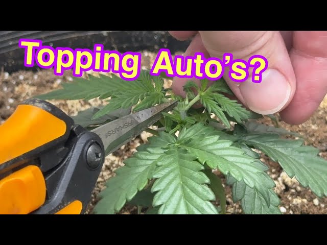 Training autos - Sts vs Colloidal silver - MarsHydro Grow
