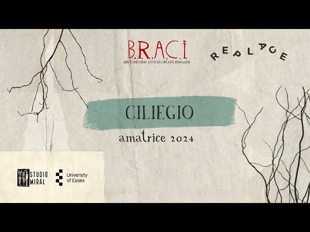 Ciliegio