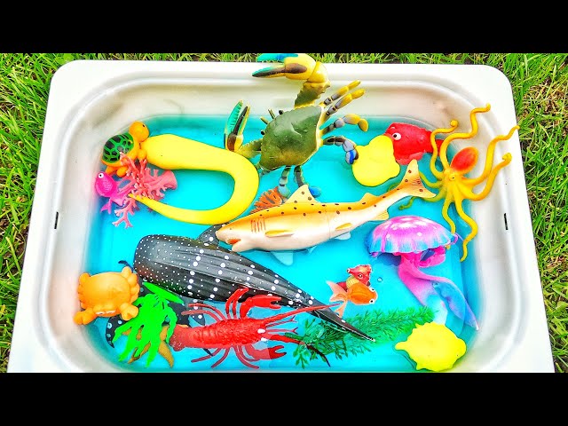 Learn animals in French & English kids apprendre les animaux en français et anglais pour les enfants