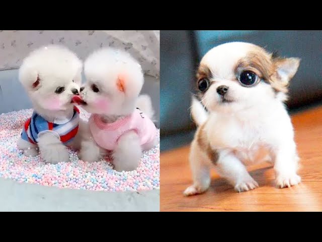 Puppies Doing Cute Things TikTok ~ Ultimate Cute Dogs Compilation #Shorts