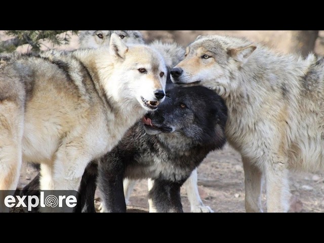 LIVE Wolf Cam: Zeab’s Den – Mission: Wolf – Colorado | explore.org