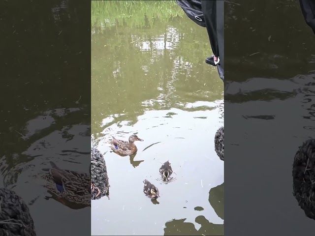 Duck Family on Chester Canal 🦆🇬🇧 | Peaceful Morning Encounter #shorts