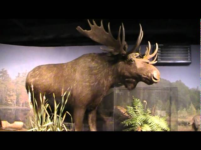 Harvard Museum of Natural History (Part 3 of 3)