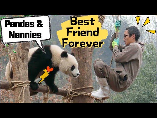 Nanny Is Pandas' Best Friend | iPanda