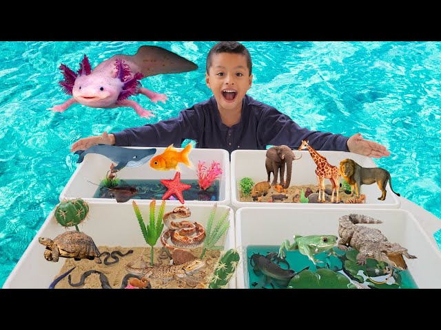 FOUR WORLDS ANIMAL HABITATS DIORAMA | OCEAN, LAKE, DESSERT,SAFARI