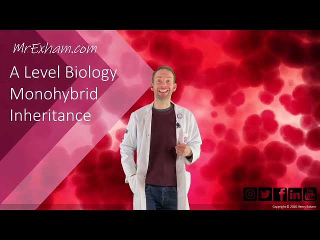 Monohybrid Inheritance  - A Level Biology