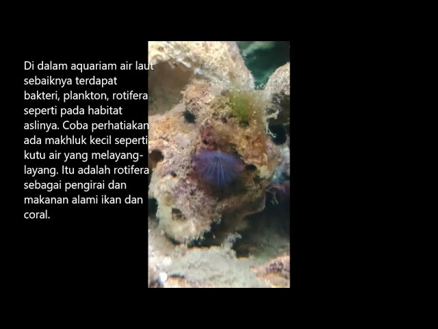 Ada Mahkluk Aneh Di Dalam Aquariumku #marine #fishtank
