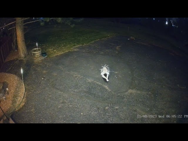Skunk vs Fox