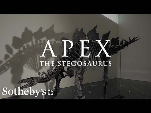 Discovering and Unearthing a 150 Million Year Old Dinosaur: Meet Apex the Stegosaurus | Sotheby's