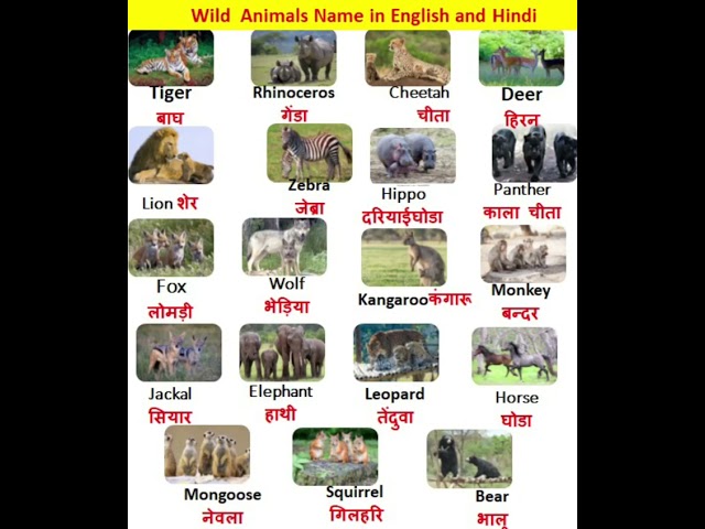 Wild Animals Name in English & Hindi/ जंगली जानवरों के नाम/Tiger - बाघ, Lion - शेर, Zebra monkey