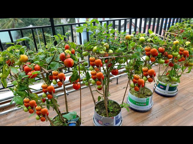 Growing Tomatoes on the balcony and the unexpected happened