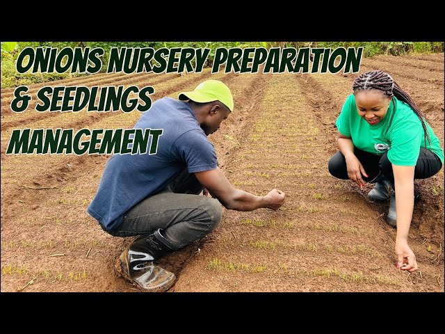 The Ultimate Guide to Onion Farming: Nursery Setup & Training
