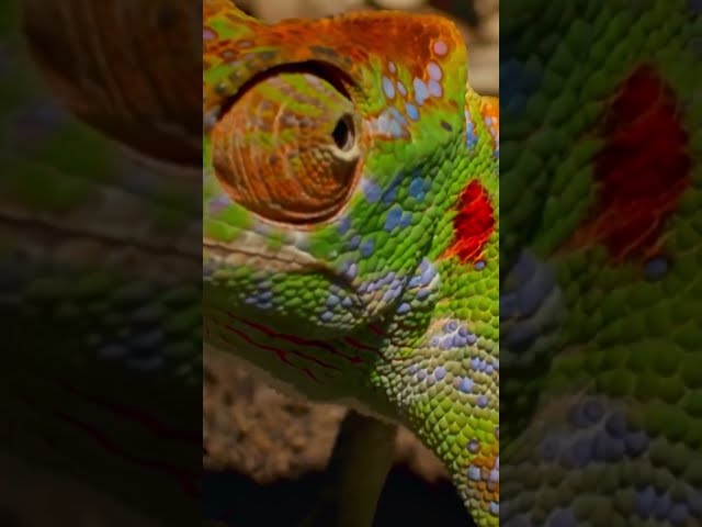 In her final moments, her skin erupts with color. #naturepbs #wildlife #animals #chameleon  #stem