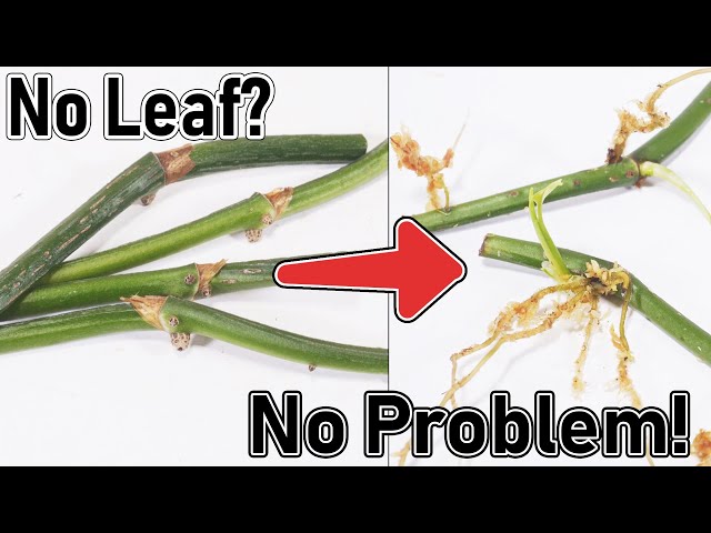 How To Propagate Leafless Pothos Vines ( DONT THROW THEM AWAY )