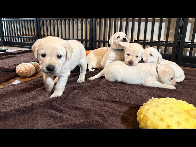 What Happens When NINE 1-Month-Old Lab Puppies Start Eating Real Food? Pure Chaos at the Potty Tray!