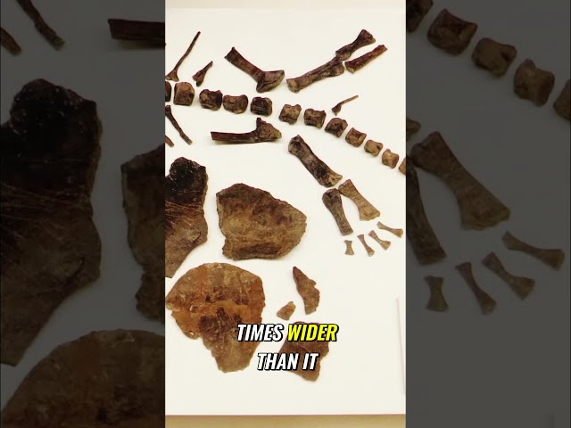 Ancient Giant Amphibian Fossil Rediscovered After 37 Years!
