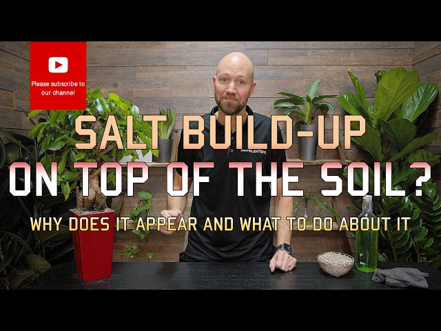 Why does salt build up appear on your soil? (And What To Do About It)