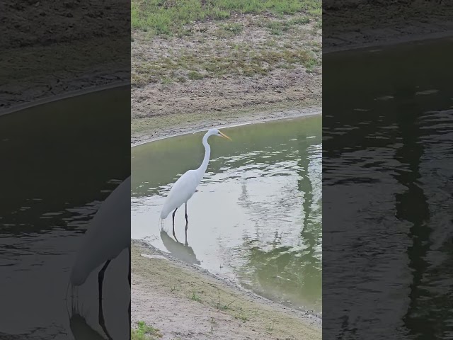 Large Great White Egret