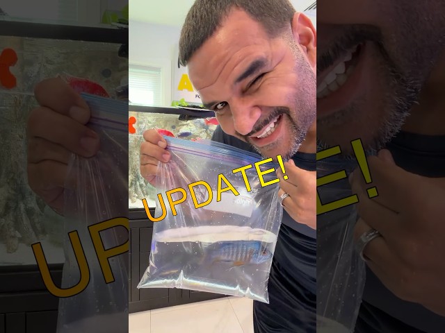 The Wild Bully Conclusion! PT. 3! #aquarium #africancichlids
