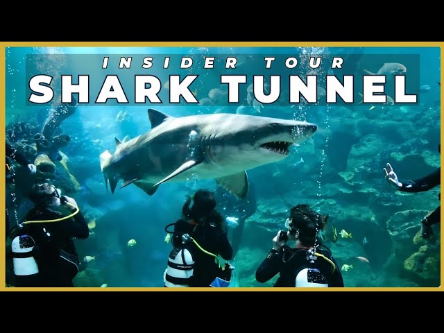 Face to Face with Sharks 🦈 Blue Planet Aquarium: Guided Shark Tunnel Tour | 4K 60fps HDR