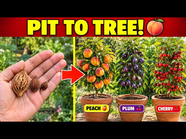 Grow Peach, Plum & Cherry Trees at Home From Just One Pit — Step by Step Guide