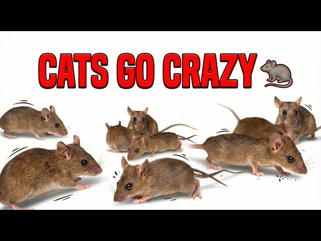 ULTIMATE Cat TV 🐀 REAL Mouse/Rat GAME for Cats to Watch | Feline Enrichment
