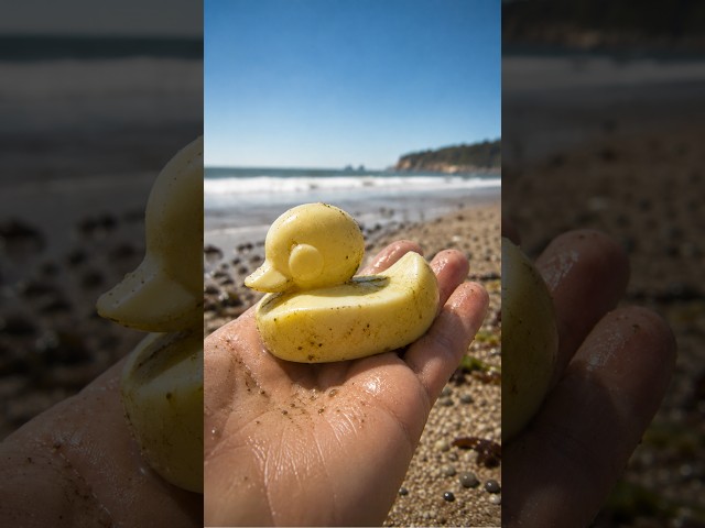 28,000 Bath Toys Fell Into the Ocean #90stoys