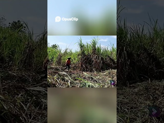 How much can you earn from manual sugarcane farming?