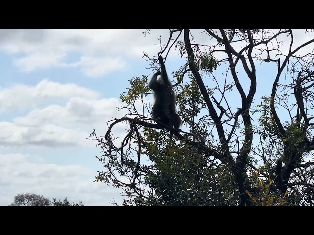 Baboons Kruger National Park